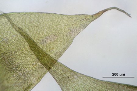 Hypnum cupressiforme var subjulaceum