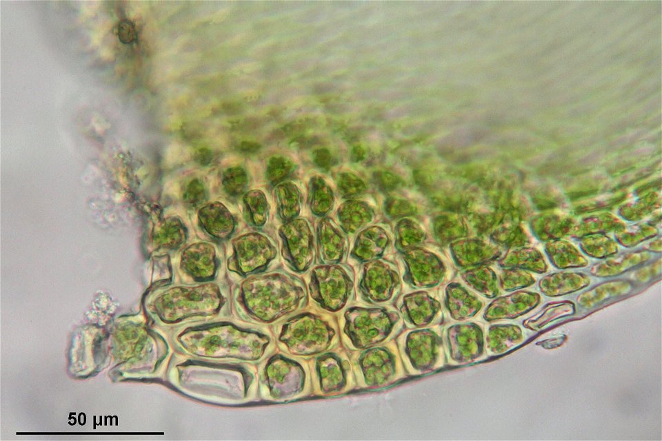 Hypnum cupressiforme var subjulaceum