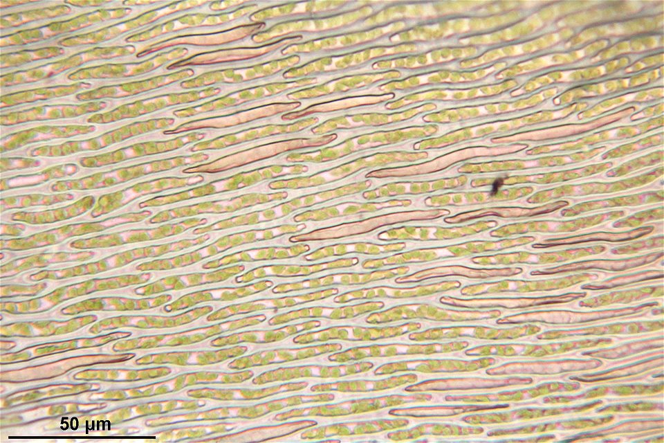 Hypnum cupressiforme var subjulaceum