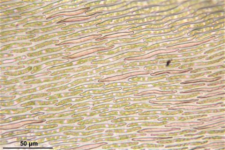 Hypnum cupressiforme var subjulaceum