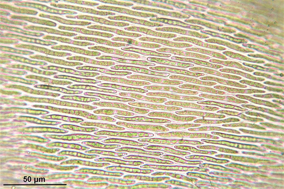 Hypnum cupressiforme var subjulaceum