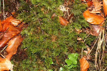 Hylocomium splendens