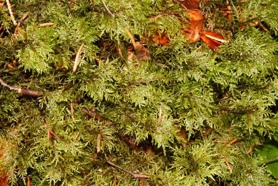 Hylocomium splendens