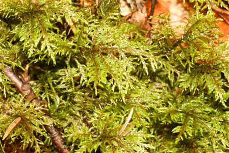 Hylocomium splendens