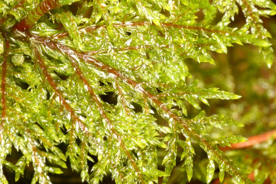 Hylocomium splendens