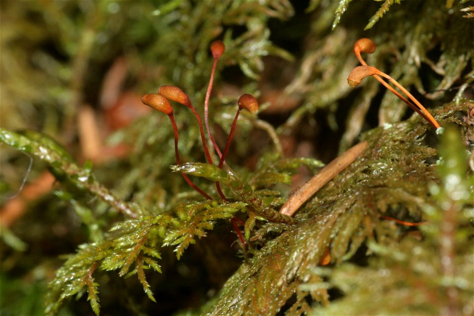 Hylocomium splendens