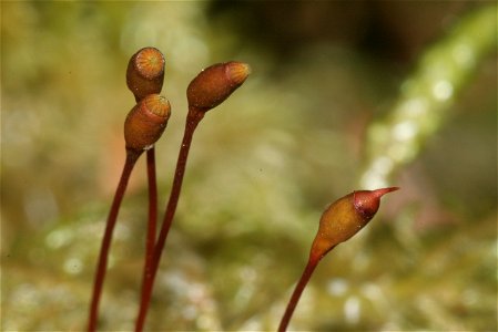 Hylocomium splendens