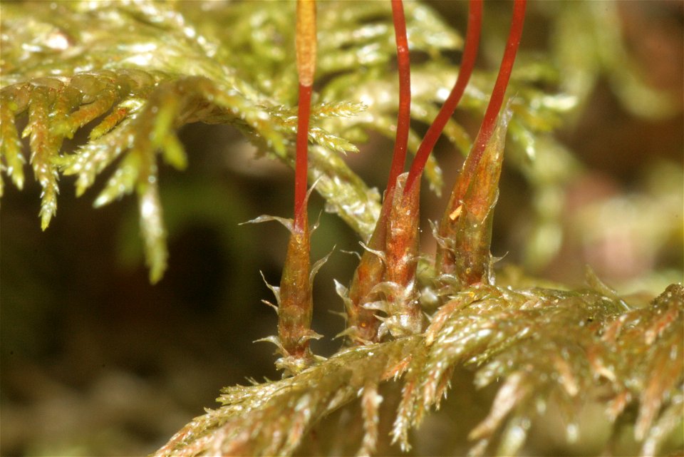 Hylocomium splendens