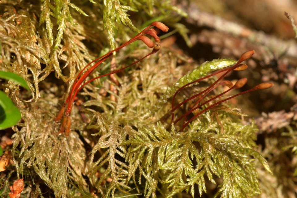 Hylocomium splendens