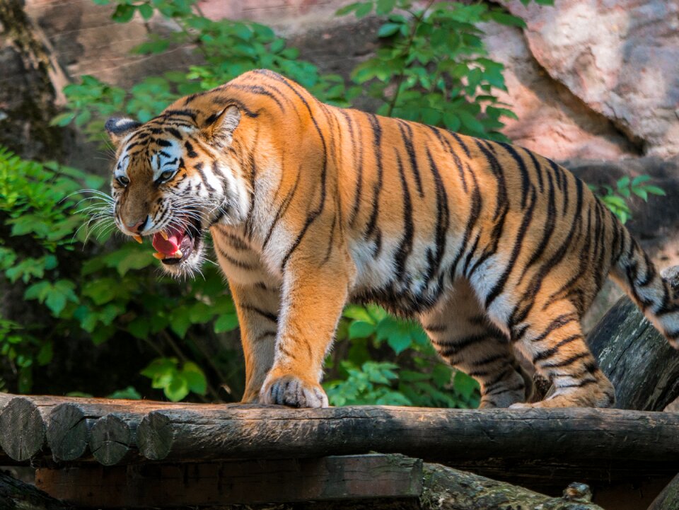 Big cat shout animal photo