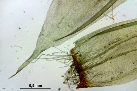 Hylocomium splendens