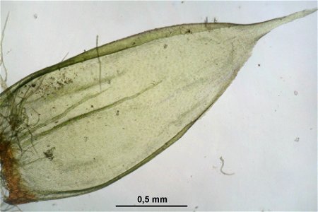 Hylocomium splendens