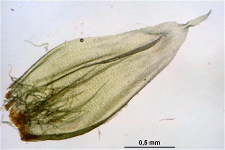 Hylocomium splendens