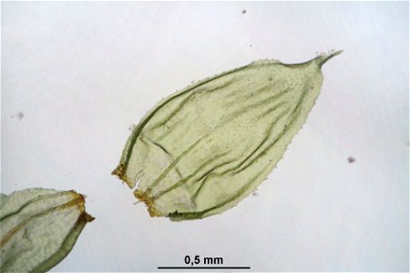 Hylocomium splendens