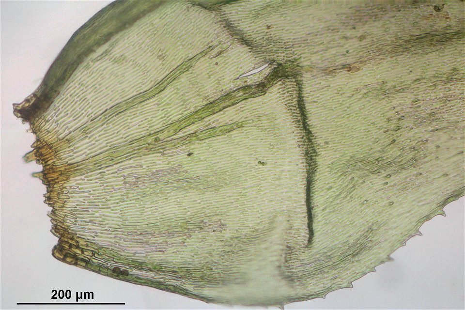 Hylocomium splendens