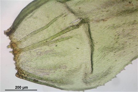 Hylocomium splendens