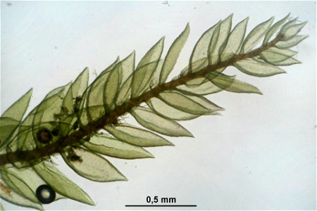 Hylocomium splendens