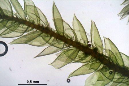 Hylocomium splendens