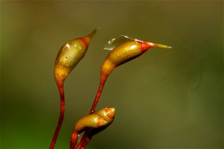 Hylocomium splendens