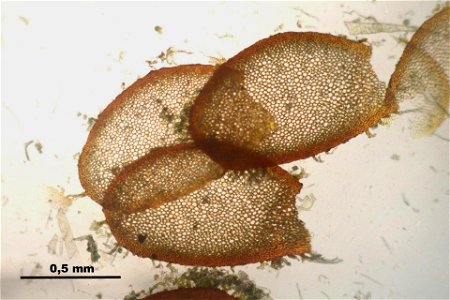 Hylocomium splendens