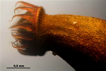 Hylocomium splendens