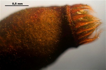 Hylocomium splendens