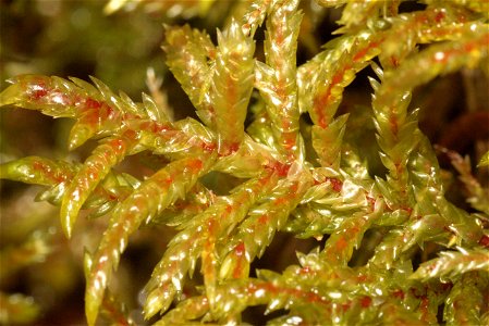 Pleurozium schreberi