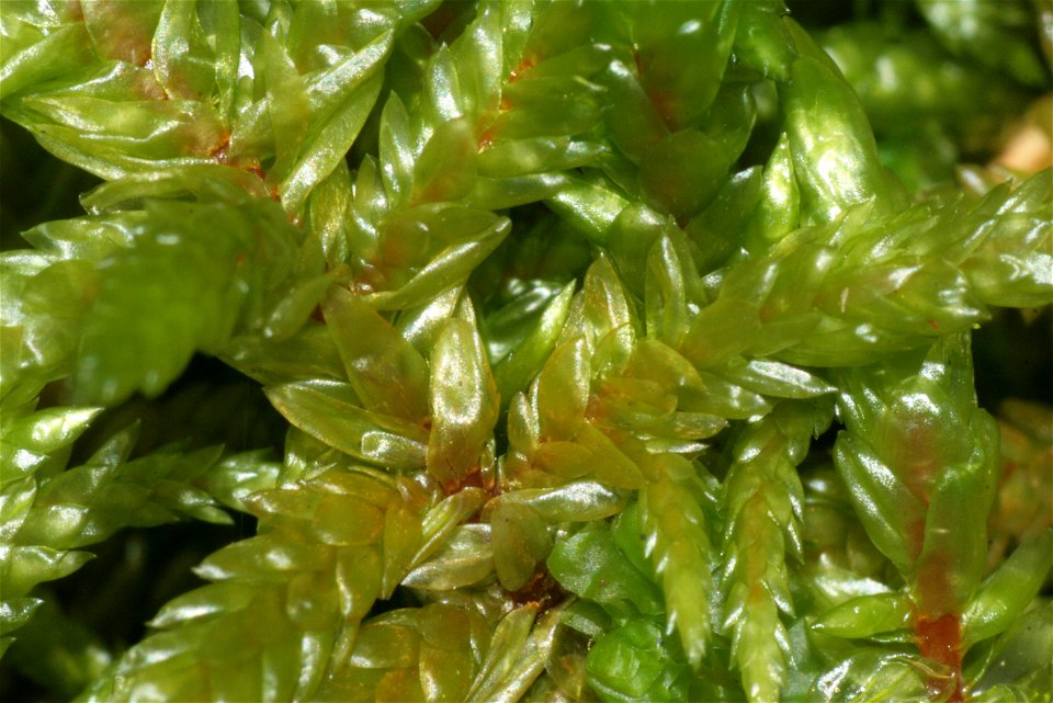 Pleurozium schreberi