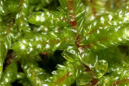 Pleurozium schreberi