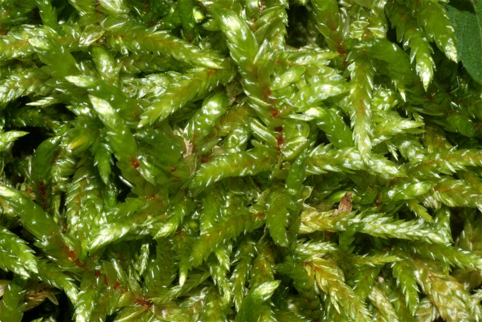 Pleurozium schreberi