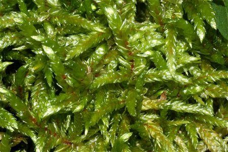 Pleurozium schreberi