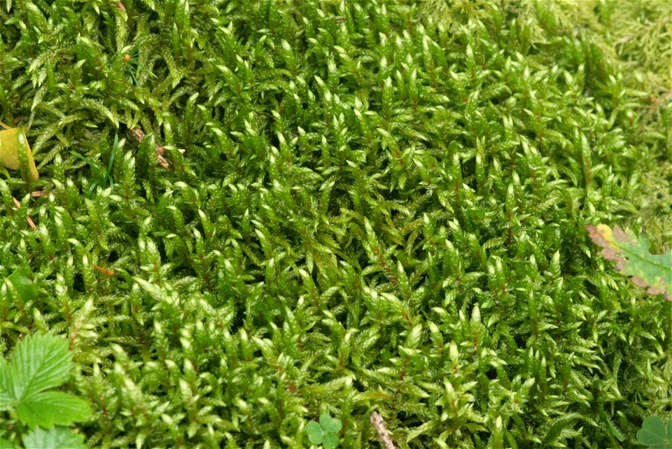 Pleurozium schreberi