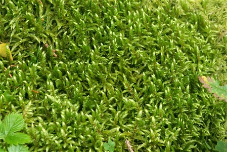 Pleurozium schreberi