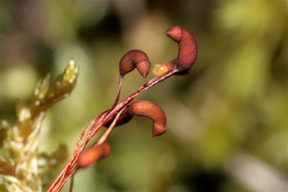 Pleurozium schreberi