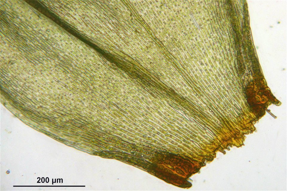 Pleurozium schreberi