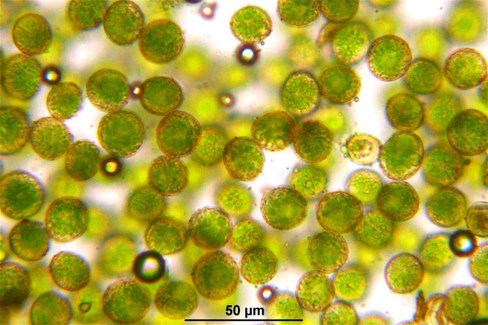 Pleurozium schreberi