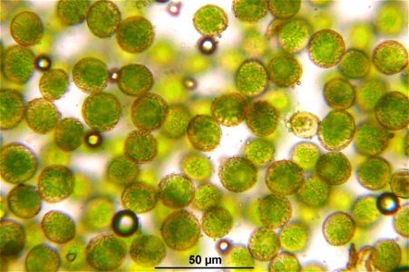 Pleurozium schreberi