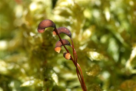 Pleurozium schreberi