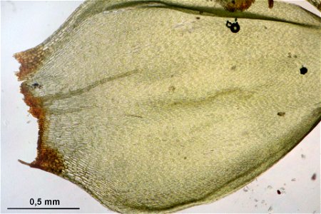 Pleurozium schreberi
