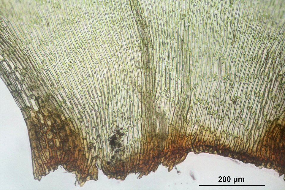Pleurozium schreberi
