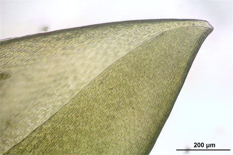 Pleurozium schreberi