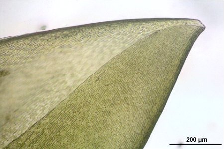 Pleurozium schreberi
