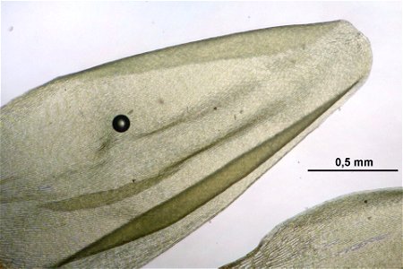 Pleurozium schreberi