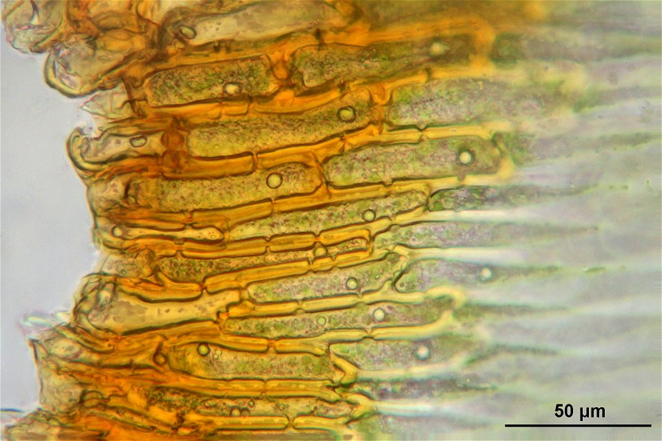 Pleurozium schreberi