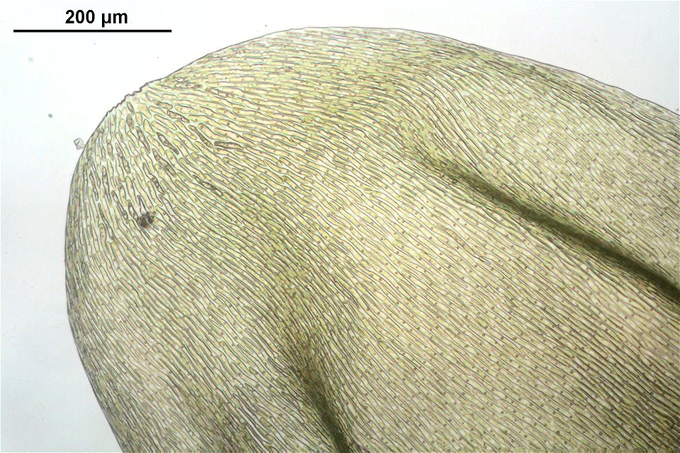 Pleurozium schreberi