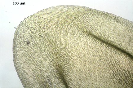 Pleurozium schreberi