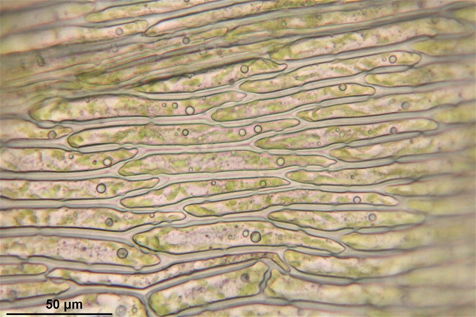 Pleurozium schreberi