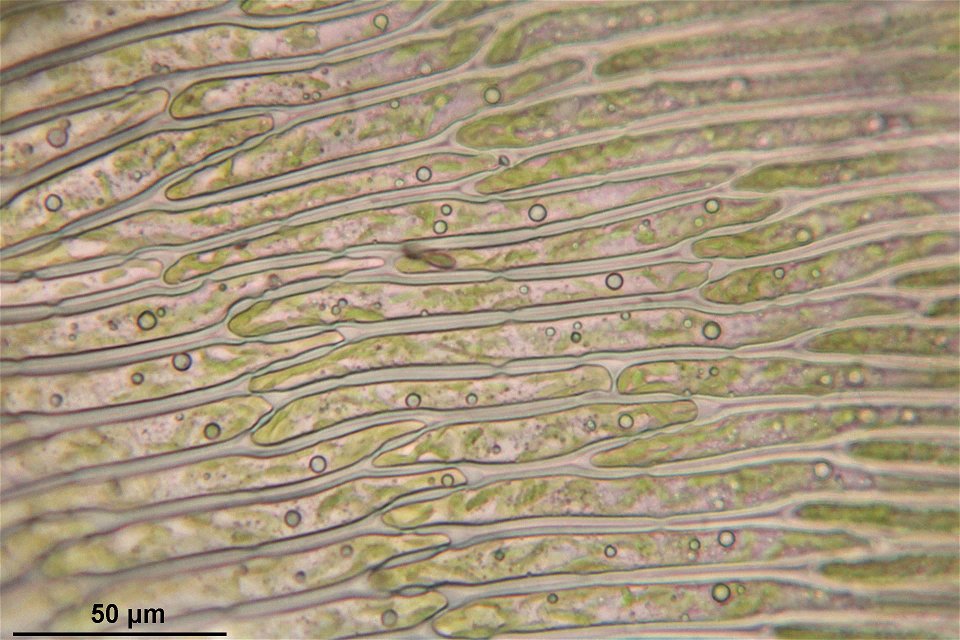 Pleurozium schreberi