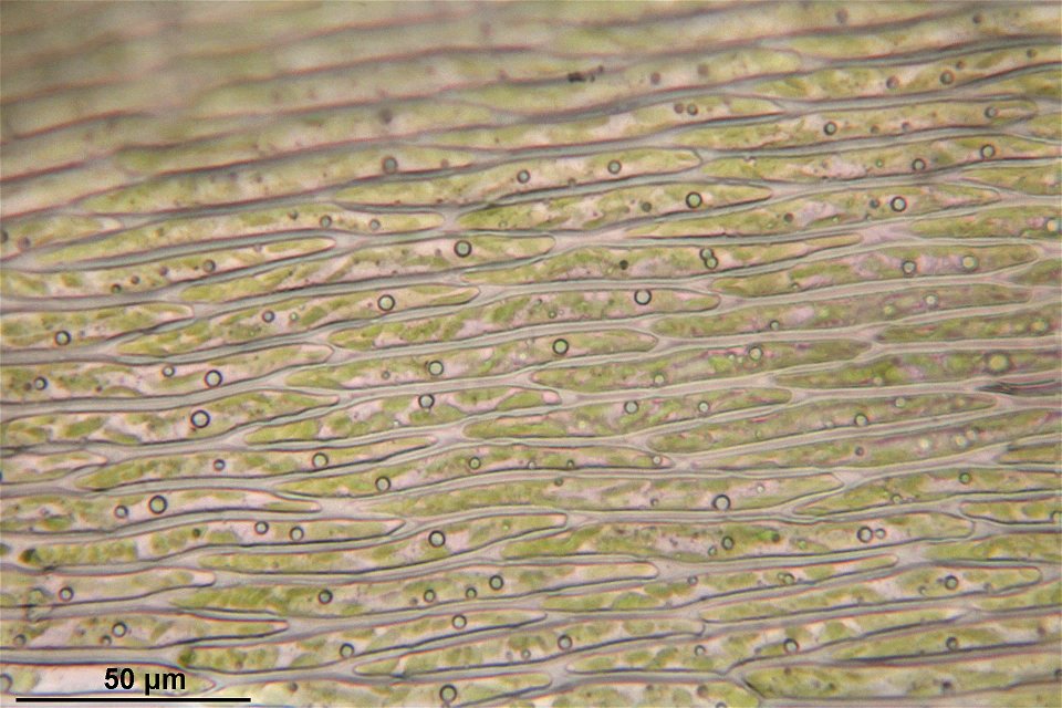 Pleurozium schreberi