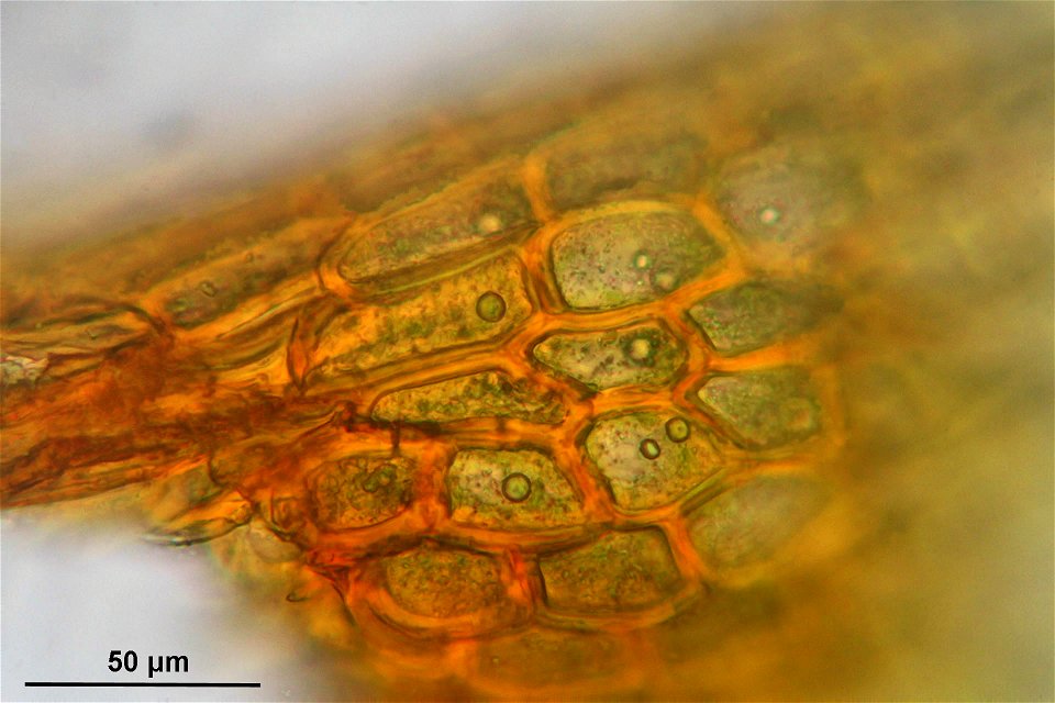 Pleurozium schreberi